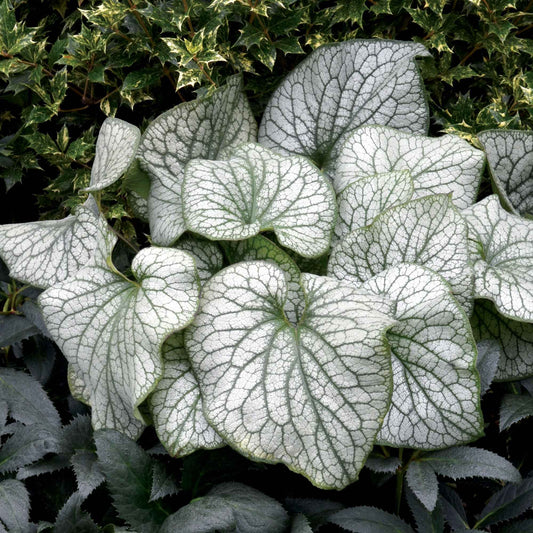 Kaukasus-Vergissmeinnicht 'Alexander's Great' - Bakker