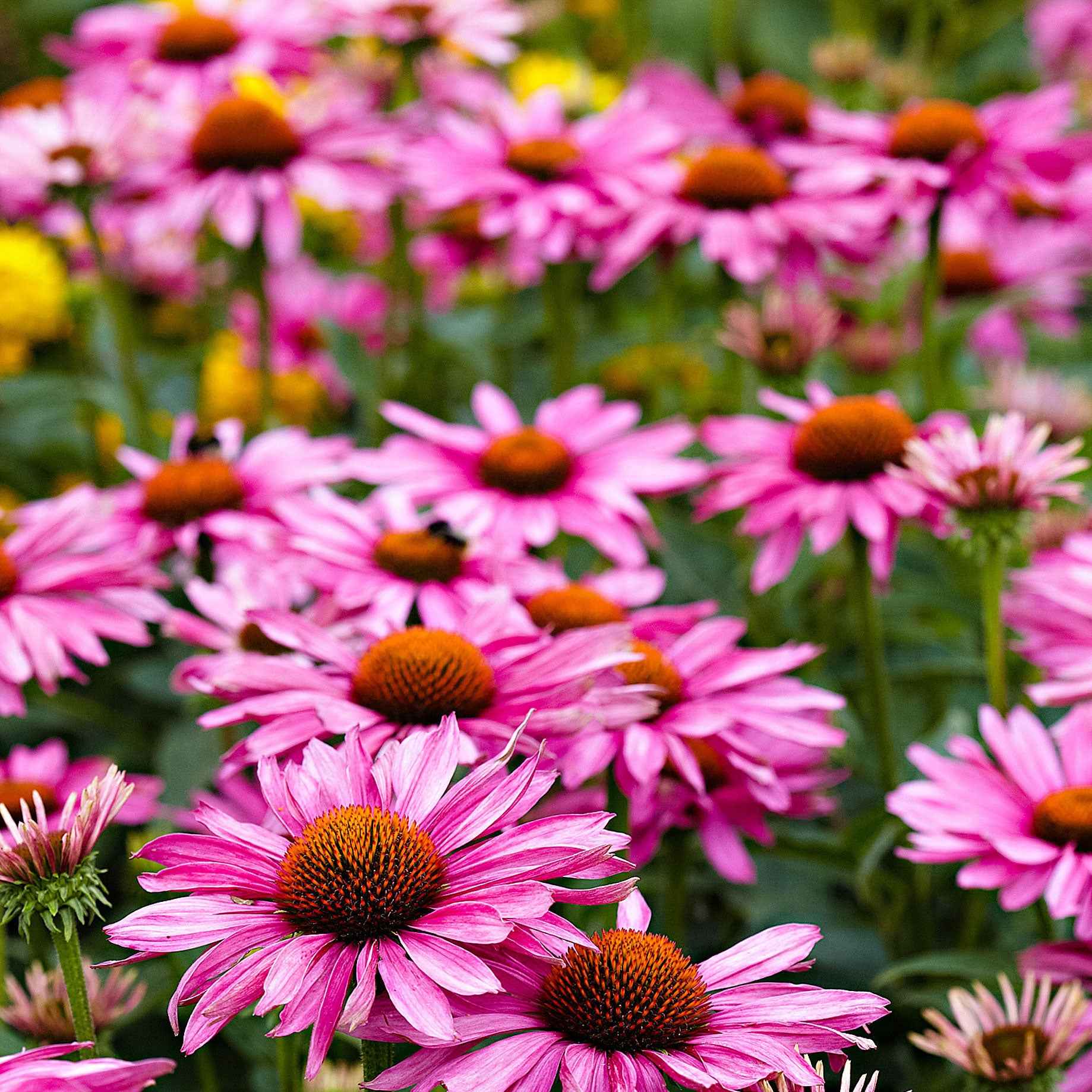 Purpur-Sonnenhut - Echinacea purpurea - Bakker