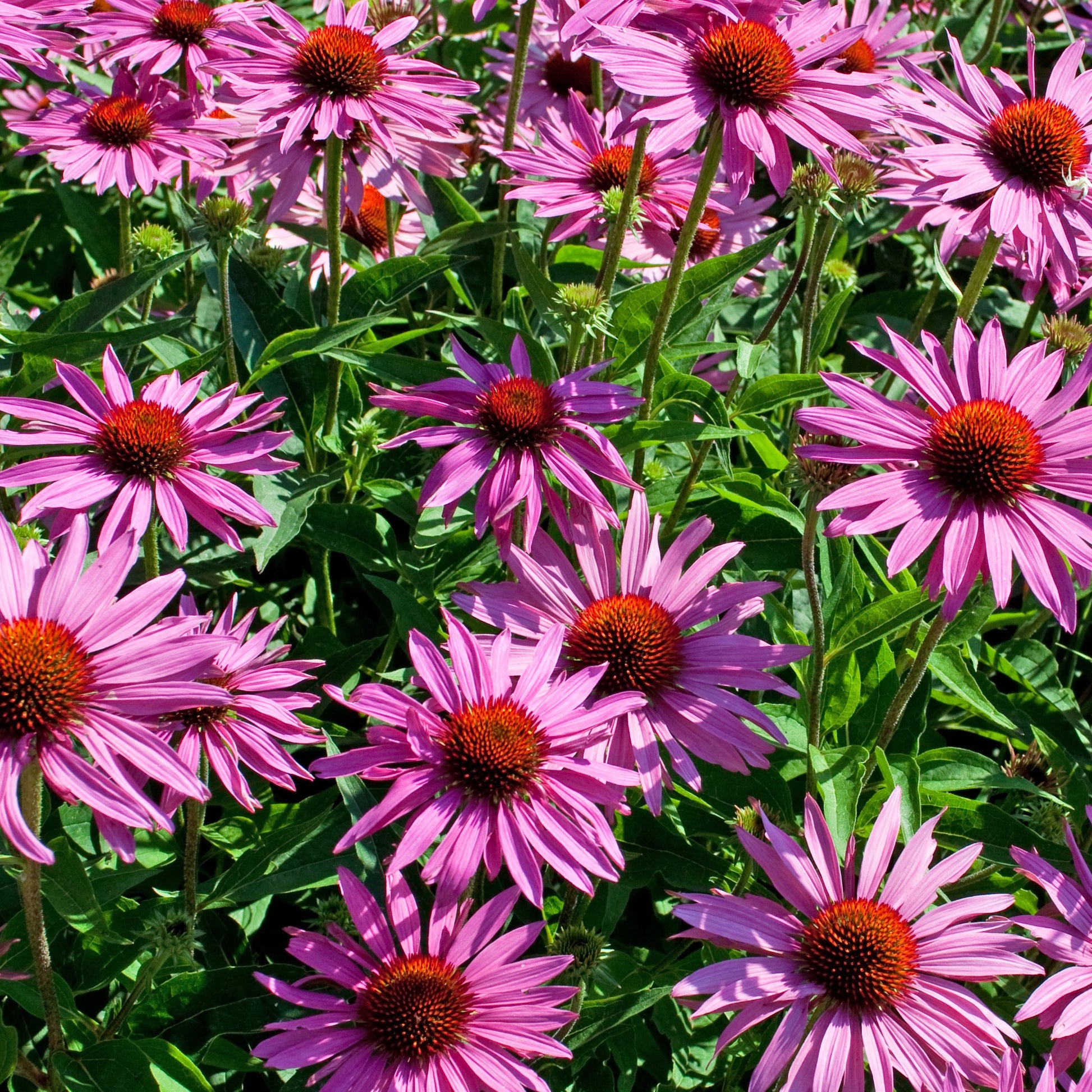 Echinacea purpurea - Purpur-Sonnenhut - Echinacea - Sonnenhut