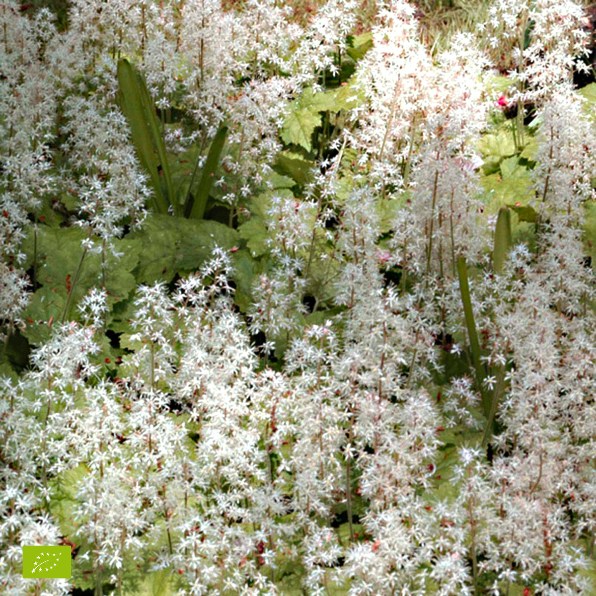Schaumblüte 'Pink Skyrocket' - Tiarella Pink Skyrocket - Bakker
