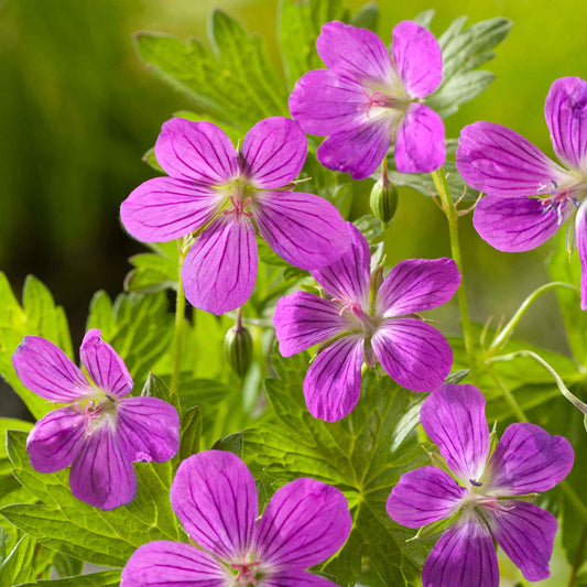 Sumpf-Storchschnabel (x3) - Geranium palustre - Teich