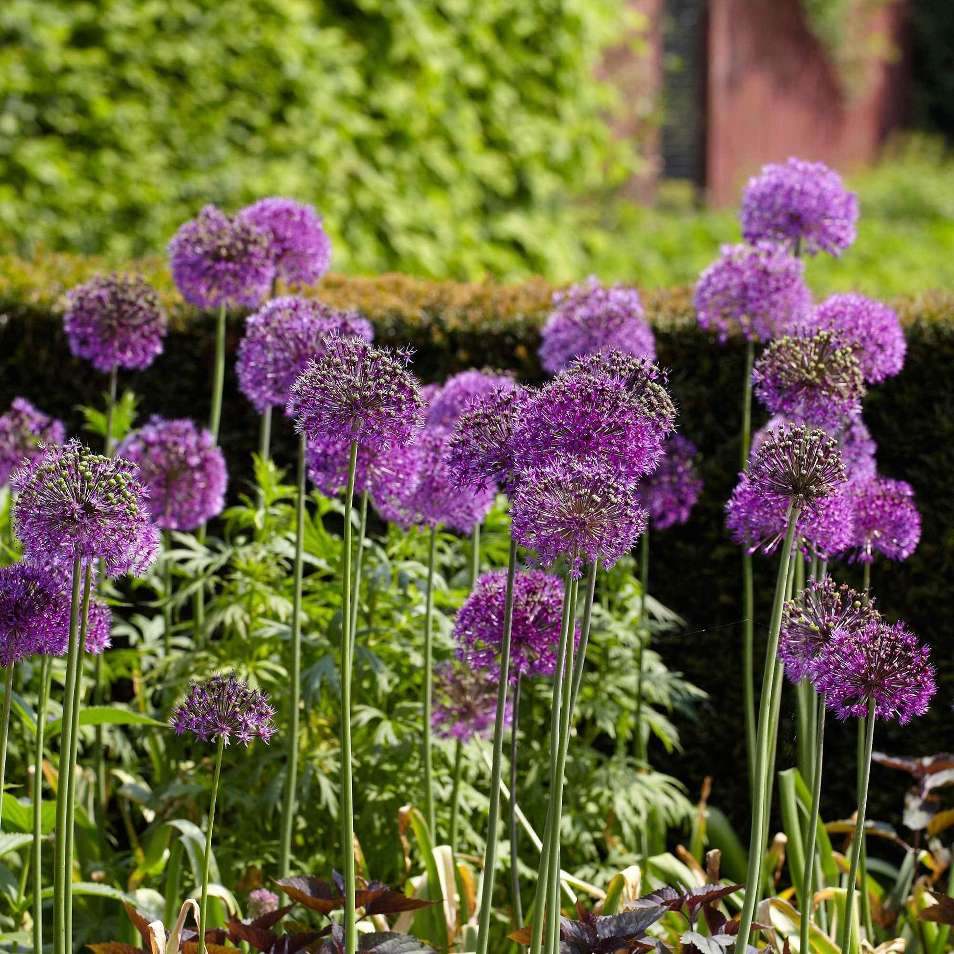 Zierlauch 'Purple Sensation' (x10) - Allium aflatunense purple sensation - Blumenzwiebeln Frühlingsblüher