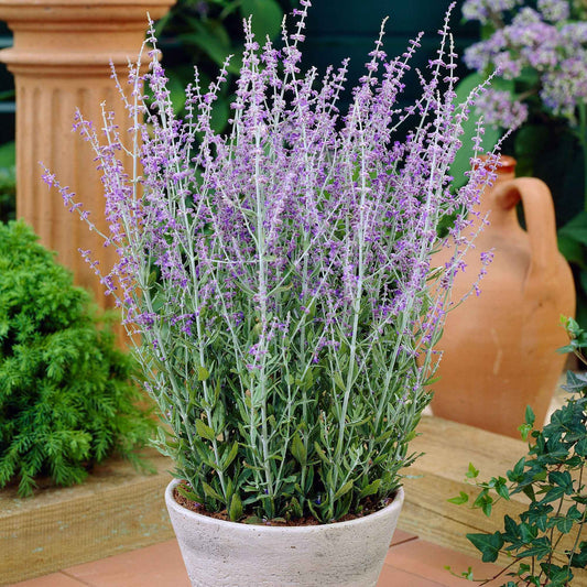 Blauraute 'Blue Spire' - Bakker