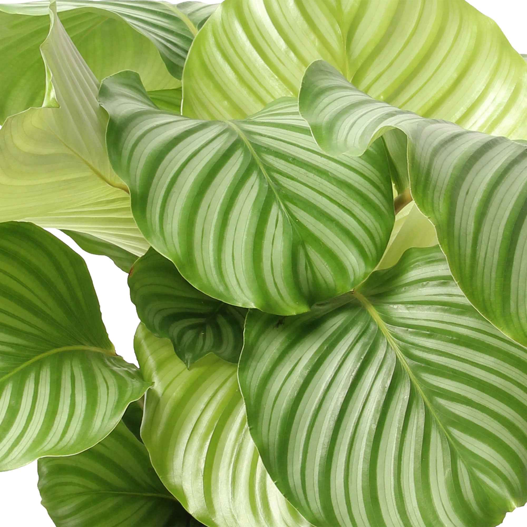 Calathea orbifolia - Calathea orbifolia