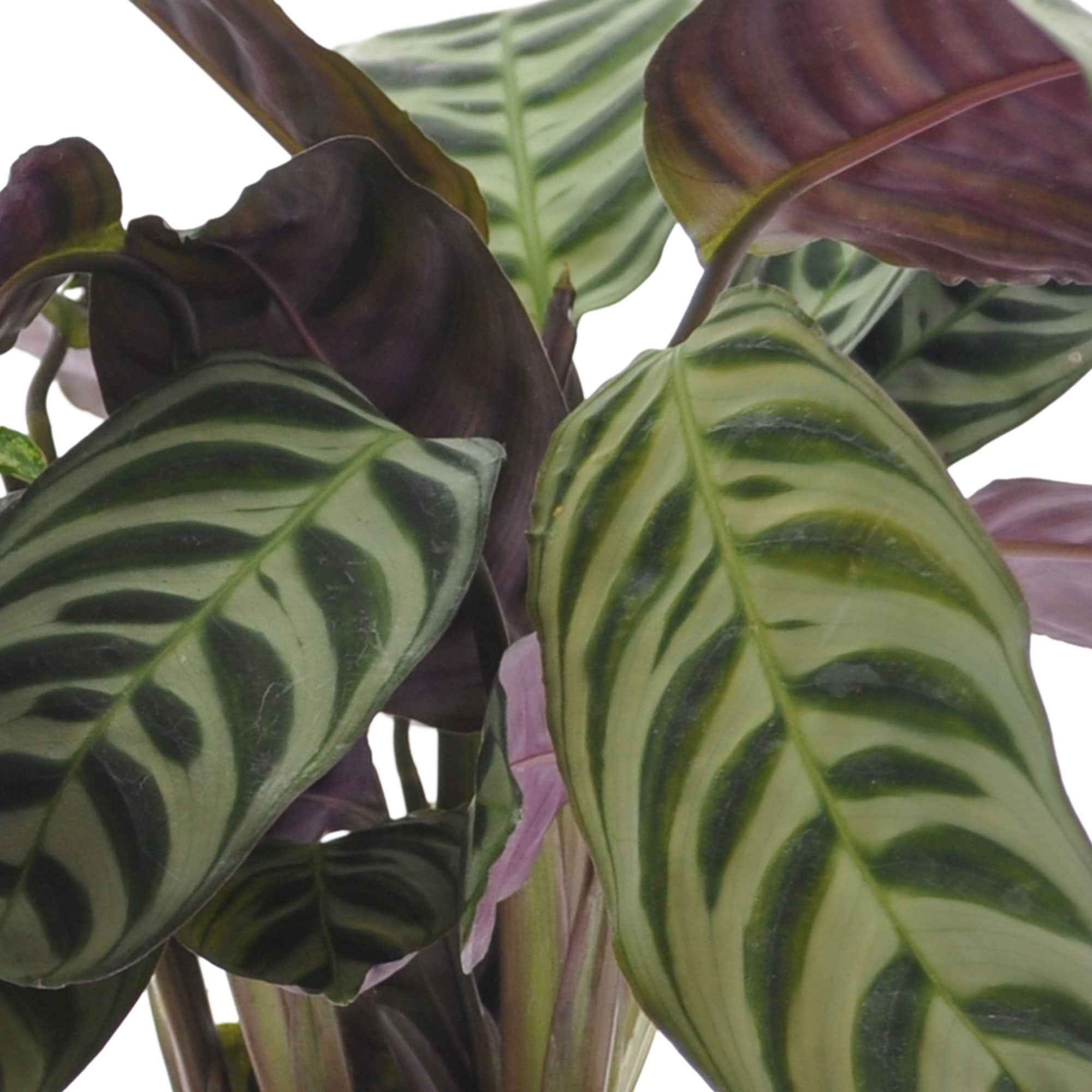 Zimmerpflanzen mit marmoriertem Laub (x3) - Ctenanthe burle marxii,  ctenanthe amagris, syngonium pixie®