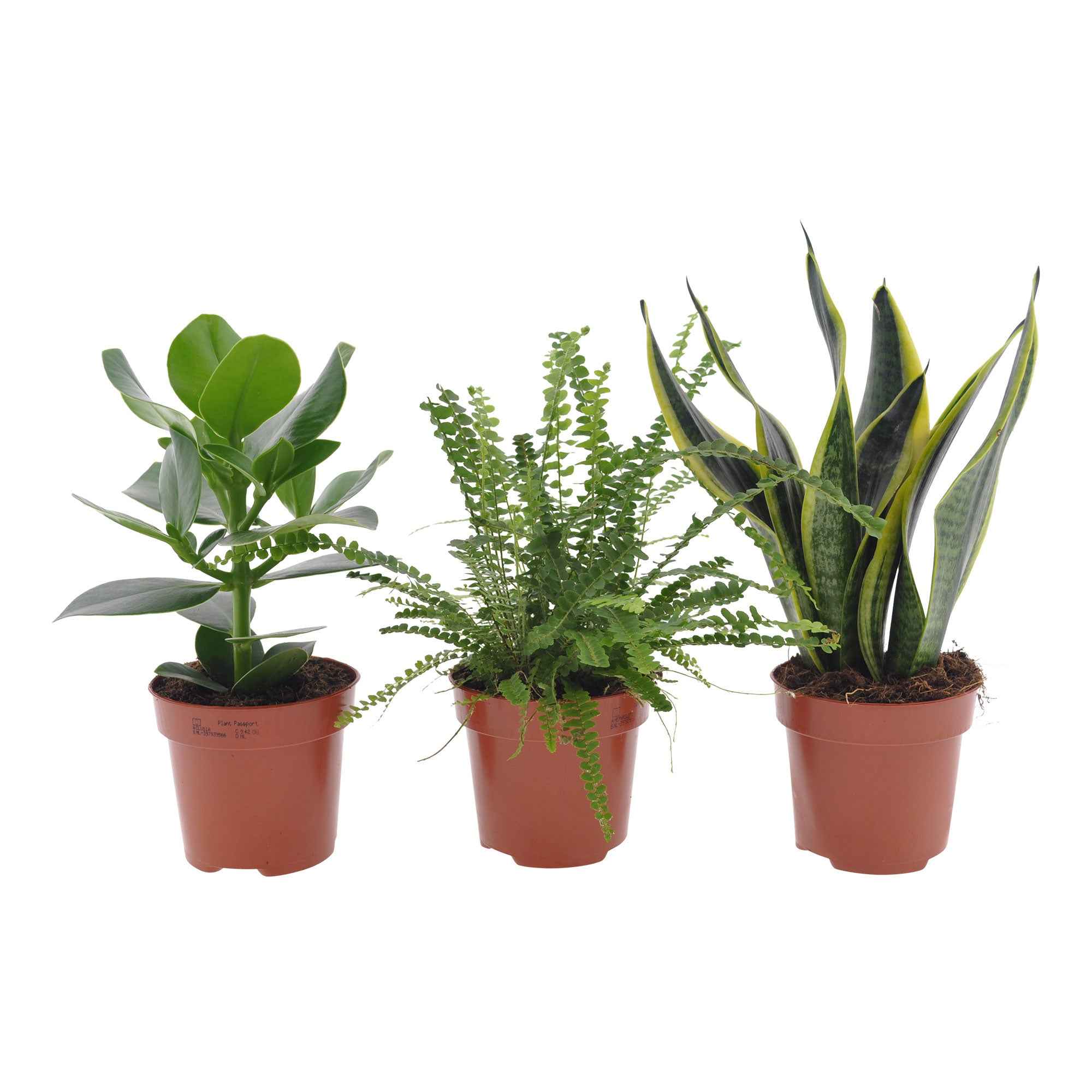 Zimmerpflanzen-Set für kleine Räume (x3) - Clusia rosea princess,  nephrolepis duffi, sansevieria