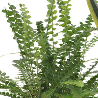 Pflanzenmischung für Schlafzimmer (x3) - Clusia rosea princess,  nephrolepis duffi, sansevieria - Platz bei Ihnen zu Hause