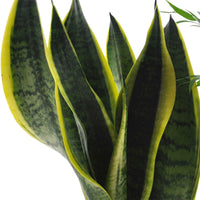 Pflegeleichte Zimmerpflanzen Mischung (x4) -  clusia, chamaedorea, ctenanthe burle marxii, sansevieria - Zimmerpflanzen Sets