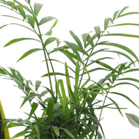 Pflegeleichte Zimmerpflanzen Mischung (x4) -  clusia, chamaedorea, ctenanthe burle marxii, sansevieria