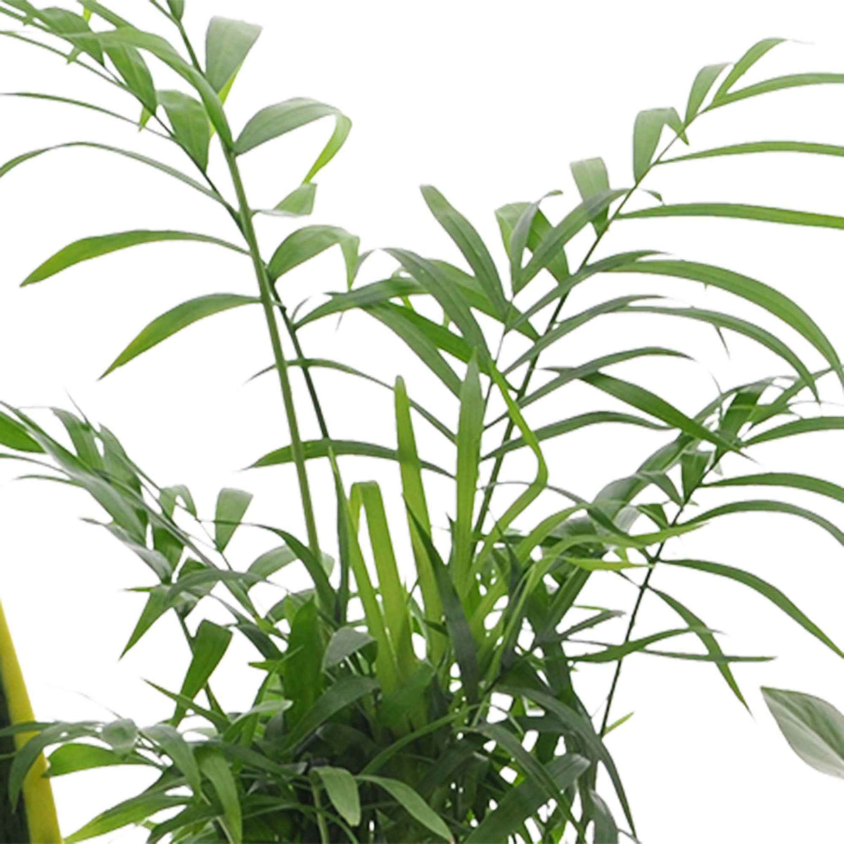 Sets von Zimmerpflanzen - Pflegeleichte Zimmerpflanzen Mischung (x4) - clusia, chamaedorea, ctenanthe burle marxii, sansevieria