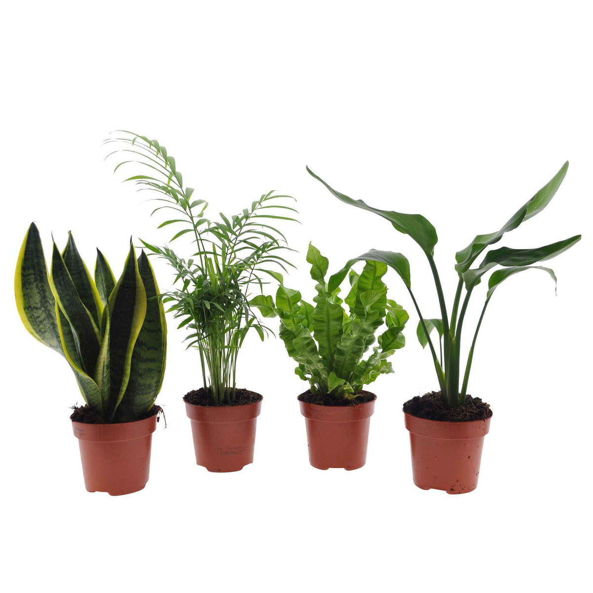 Grüne Zimmerpflanzen-Kollektion (x4) - strelitzia, chamaedorea, asplenium crispy wave, sansevieria - Bakker