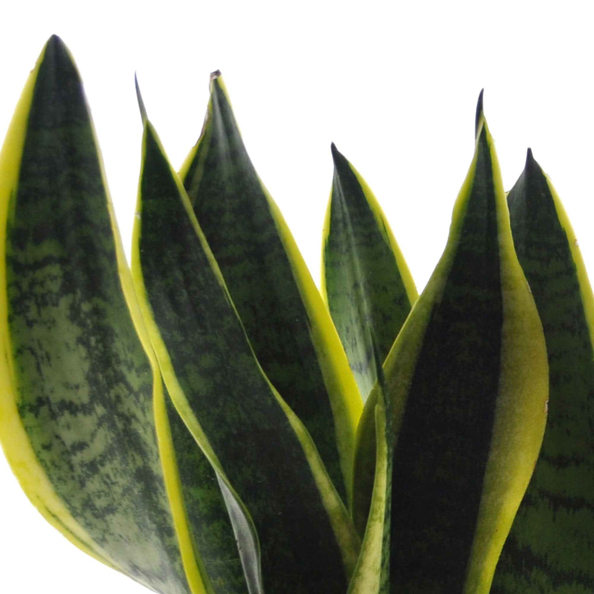 strelitzia, chamaedorea, asplenium crispy wave, sansevieria - Grüne Zimmerpflanzen-Kollektion (x4) - Zusammenstellungen von Zimmerpflanzen