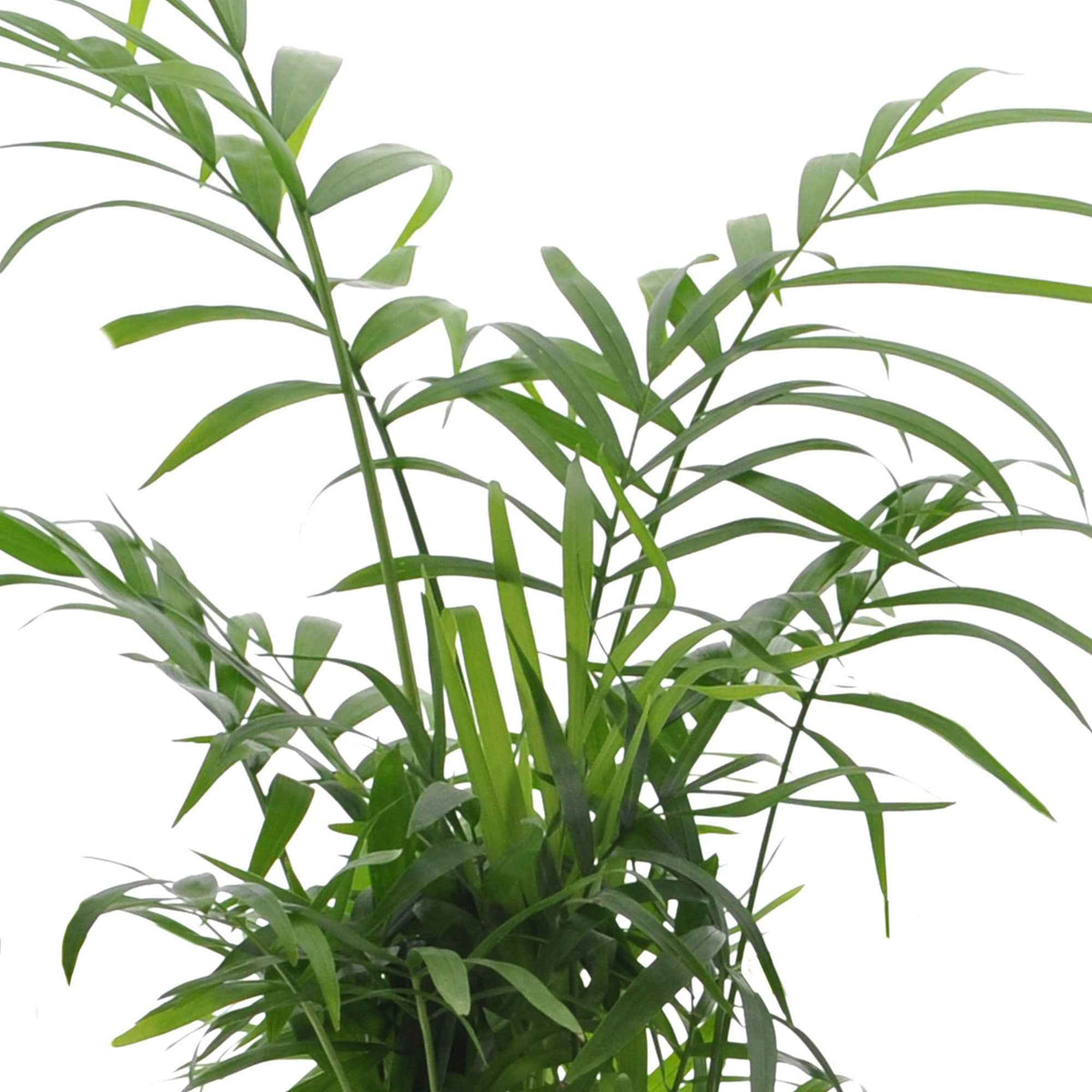 Zusammenstellungen von Zimmerpflanzen - Grüne Zimmerpflanzen-Kollektion (x4) - strelitzia, chamaedorea, asplenium crispy wave, sansevieria