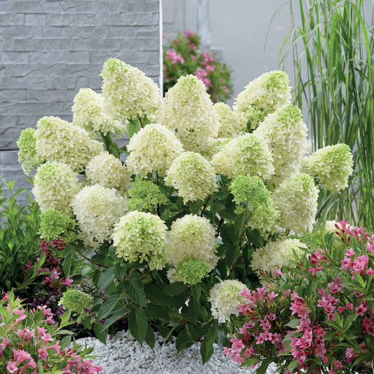 Rispenhortensie 'Skyfall' - Hydrangea paniculata skyfall - Rispenhortensie