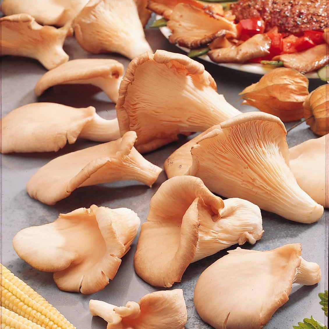 Pleurotus ostreatus - Zuchtset grauer Austernpilz - Pilzkits