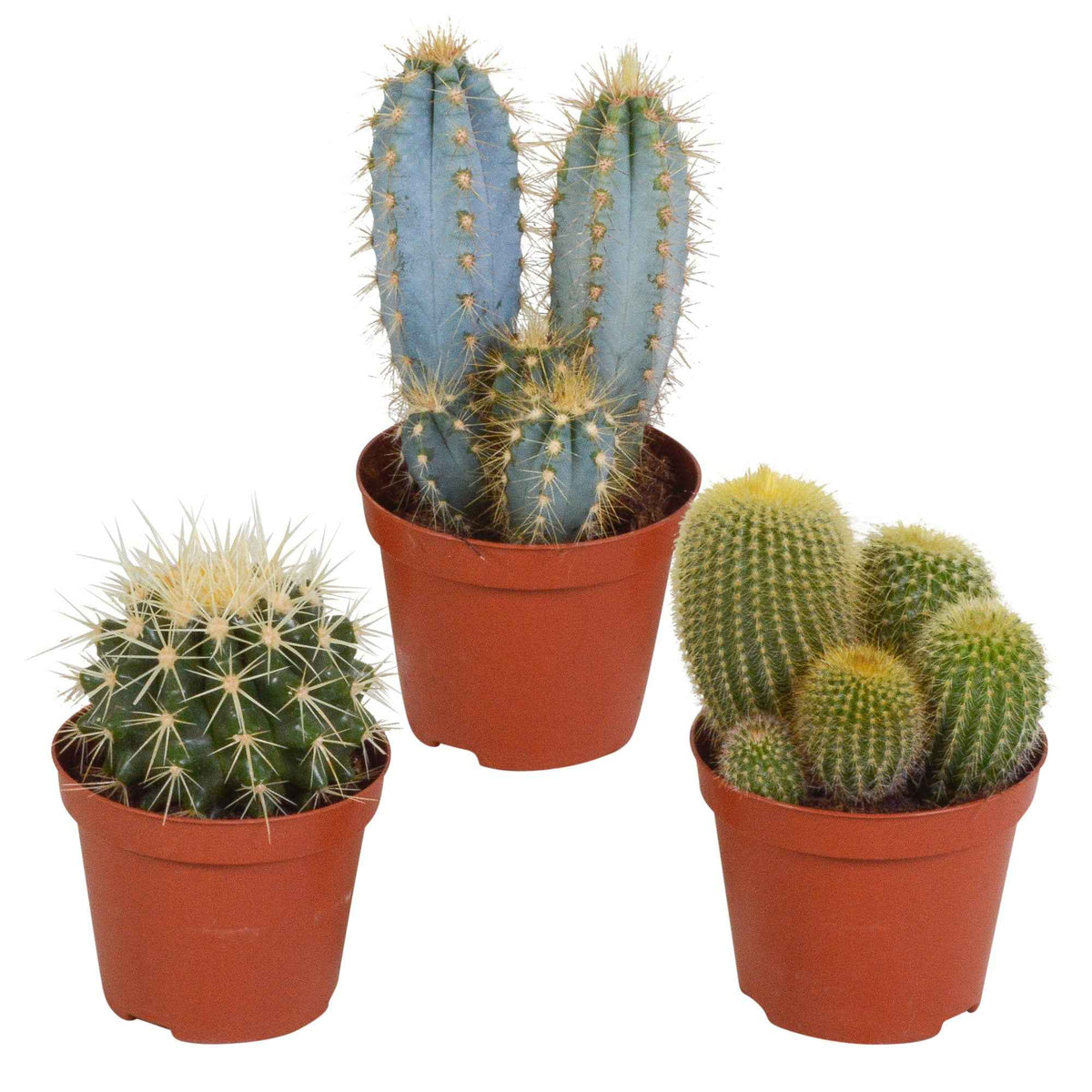 Kaktus Mischung (x3) - eriocactus, pilosocereus, echinocactus - Bakker
