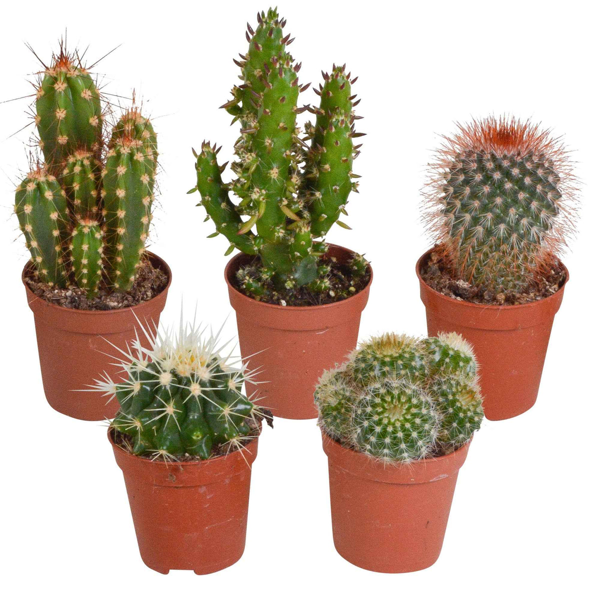Kakteen Mischung (x5) - mamilaria, echinicactus, eriocactus, opuntia & eriocactus - Bakker