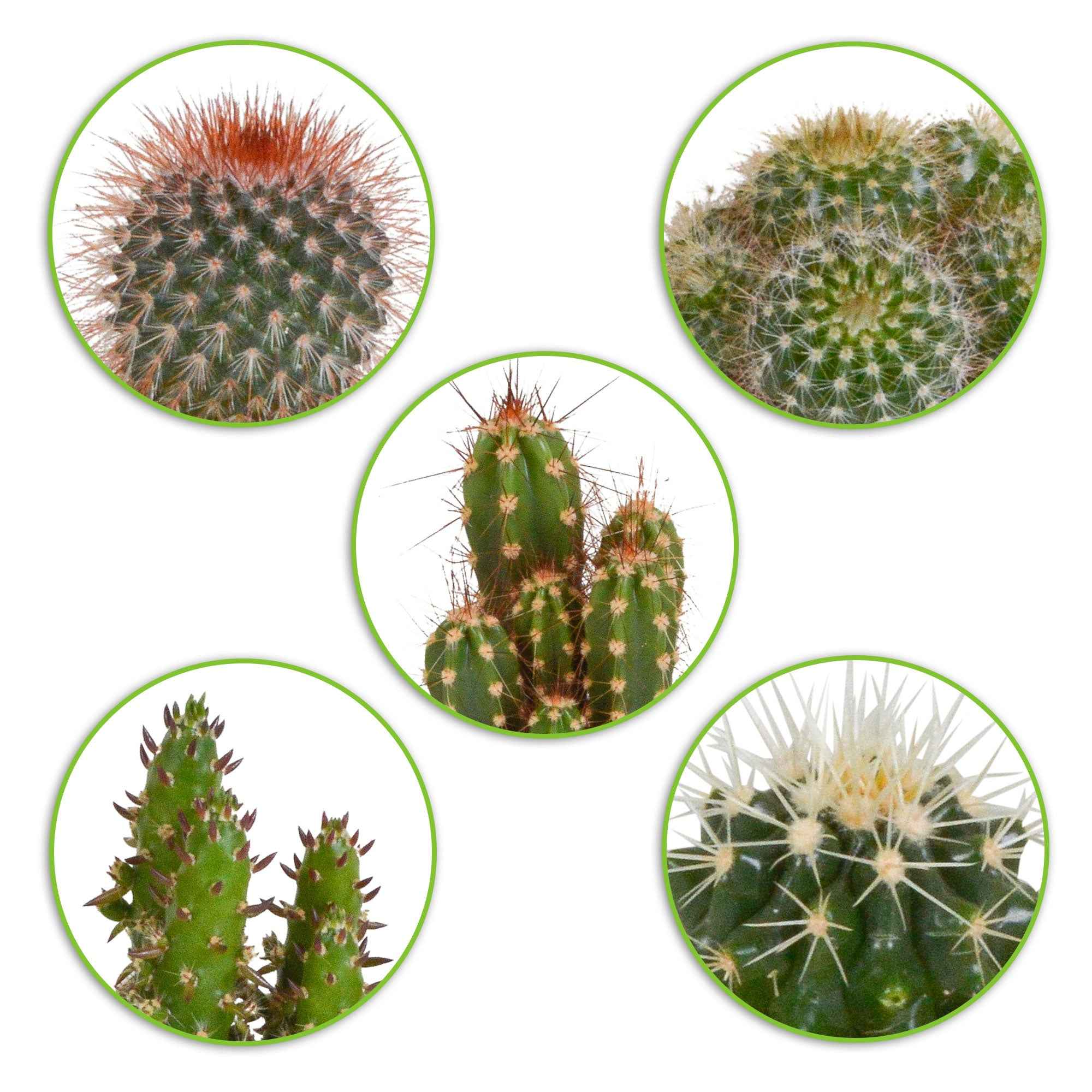 Kakteen Mischung (x5) - mamilaria, echinicactus, eriocactus, opuntia &  eriocactus