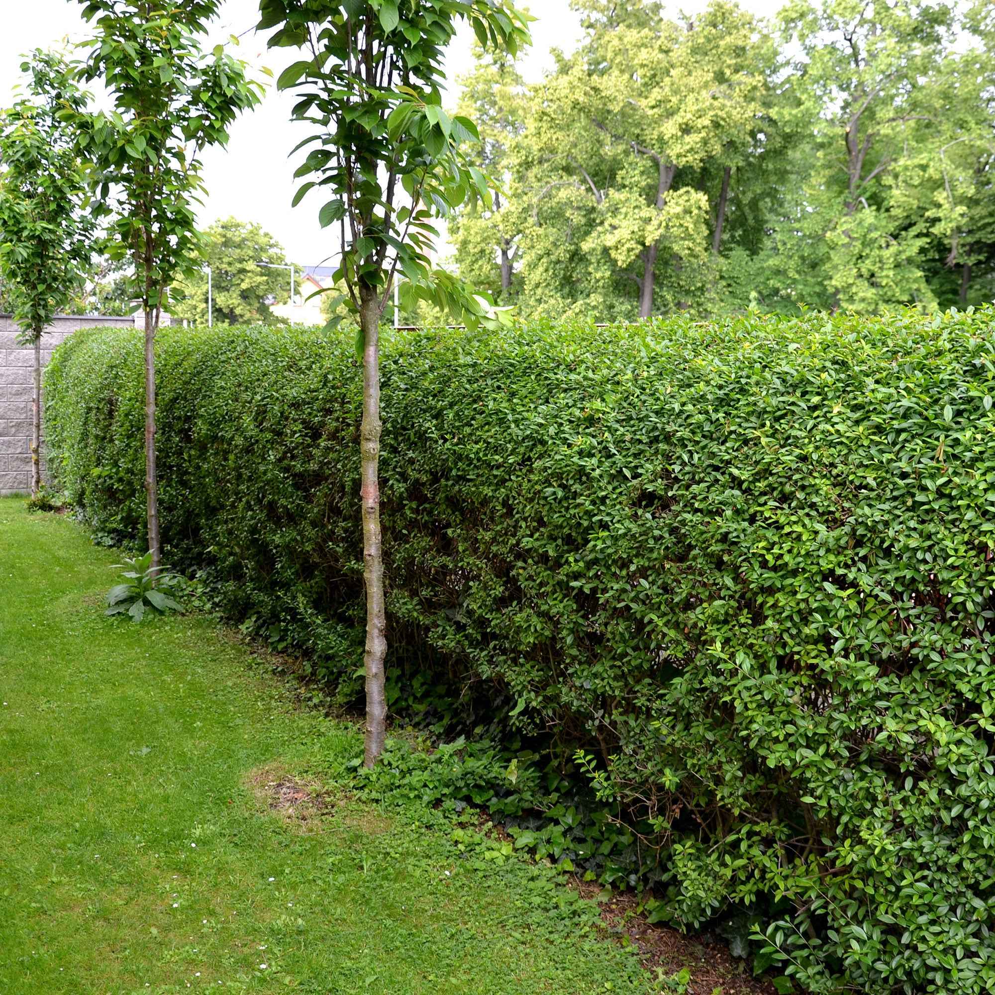 ligustrum ovalifolium wintergrün Kalifornischer Liguster - Ligustrum ovalifolium