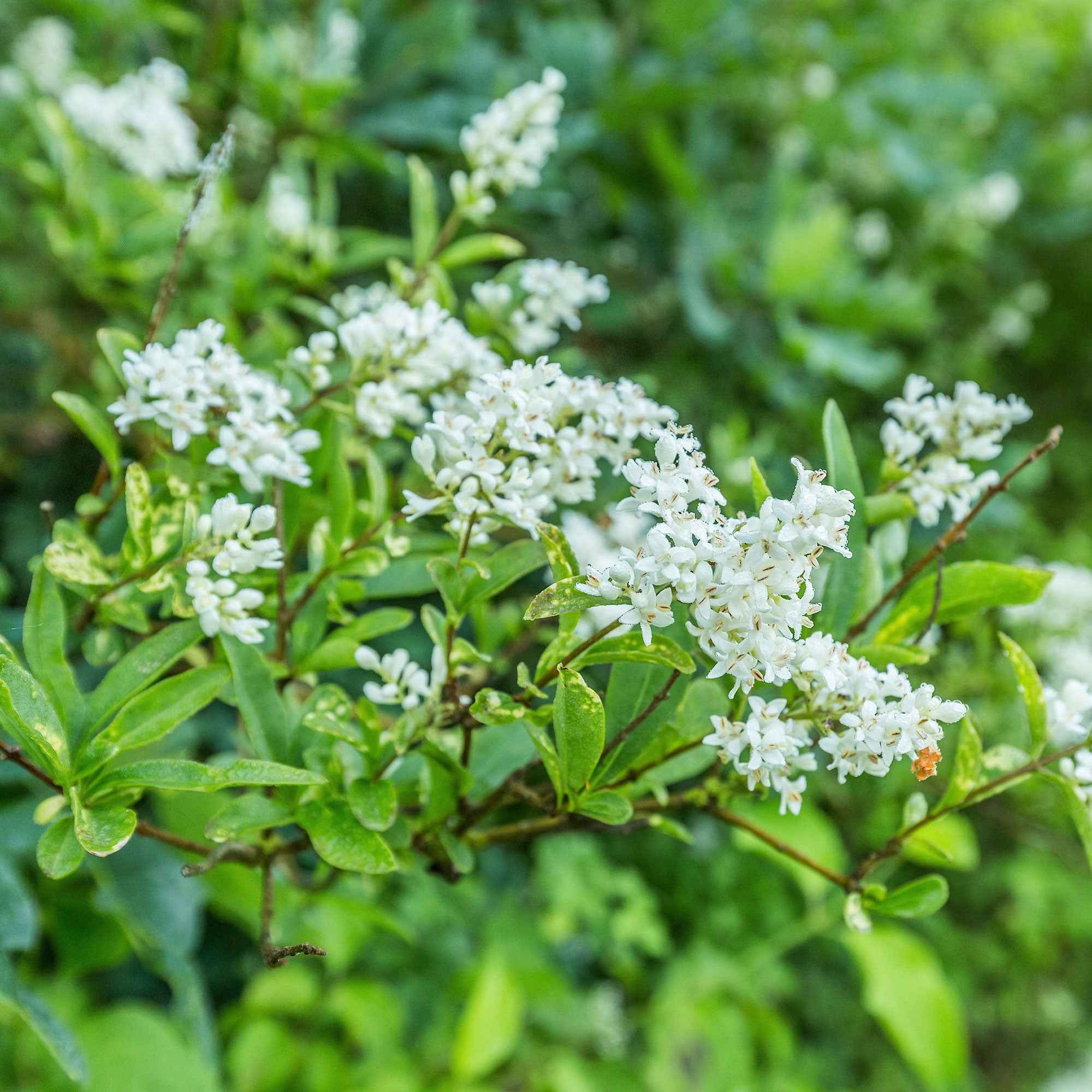 Kalifornischer Liguster - Ligustrum ovalifolium