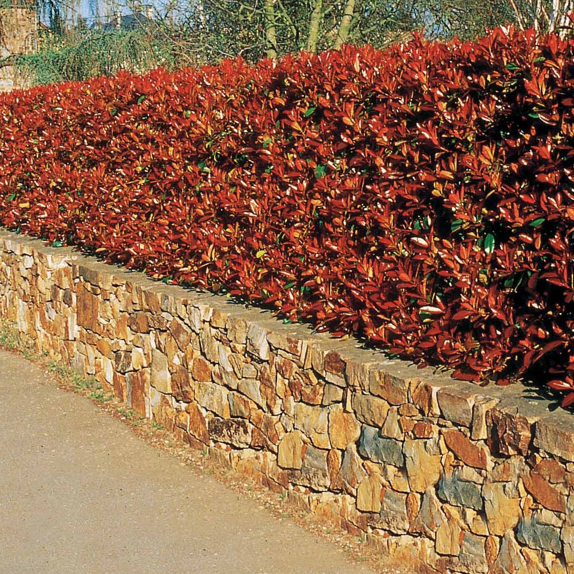 Photinia - Glanzmispel 'Red Robin' (x3) - Photinia fraseri Red Robin