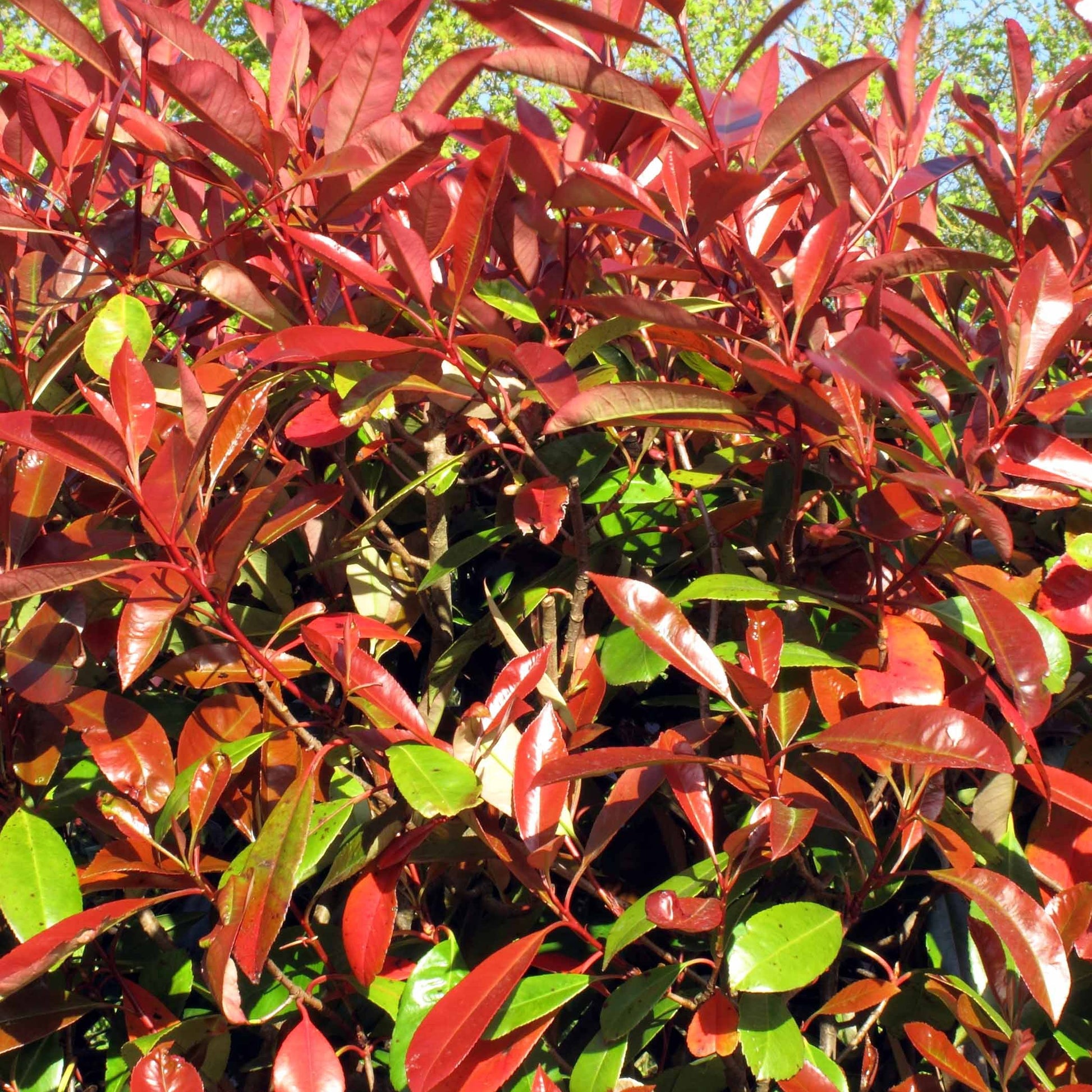 Glanzmispel 'Red Robin' (x3) - Photinia fraseri Red Robin - Bakker
