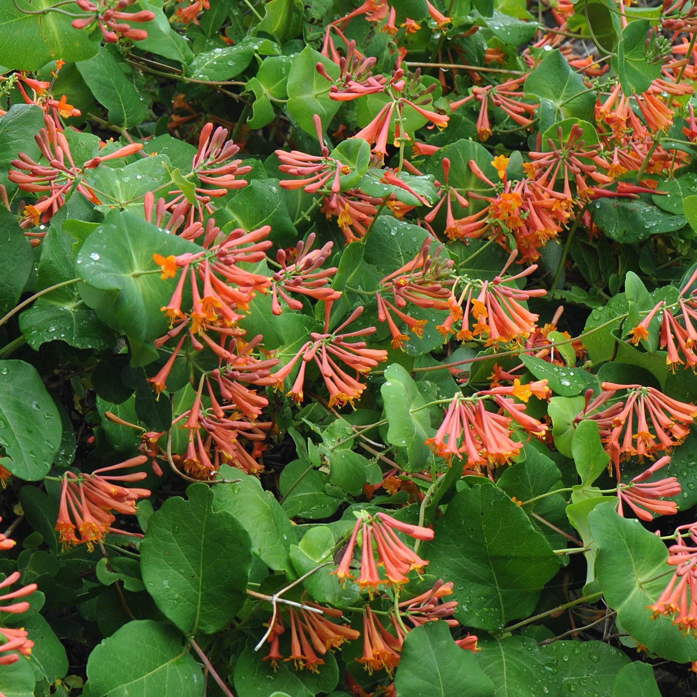 Kletter-Geißblatt ‘Dropmore Scarlet’
