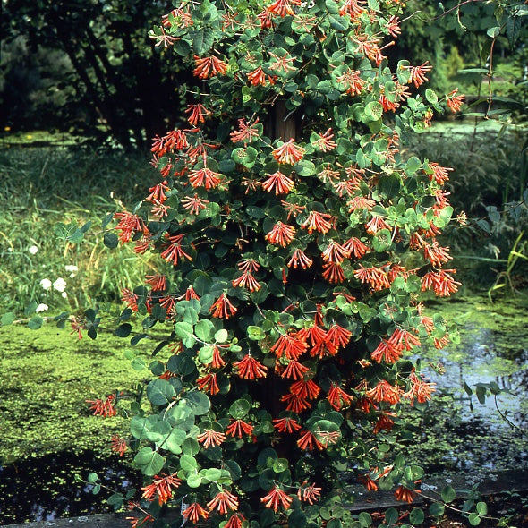 Kletter-Geiblatt Dropmore Scarlet