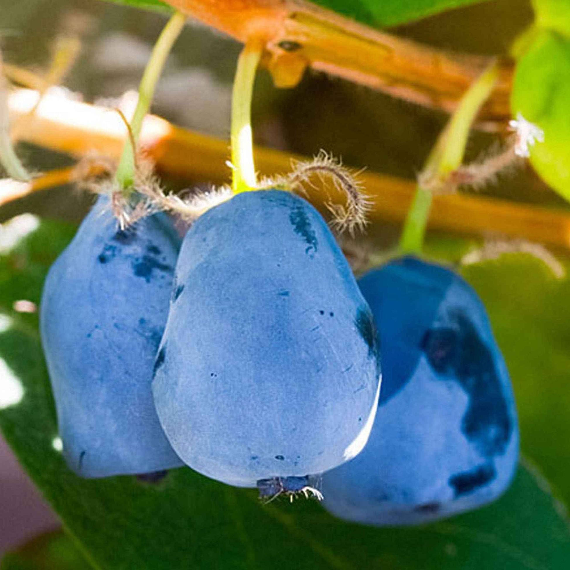Honigbeere 'Duet' - Lonicera caerulea 'duet' - Bakker