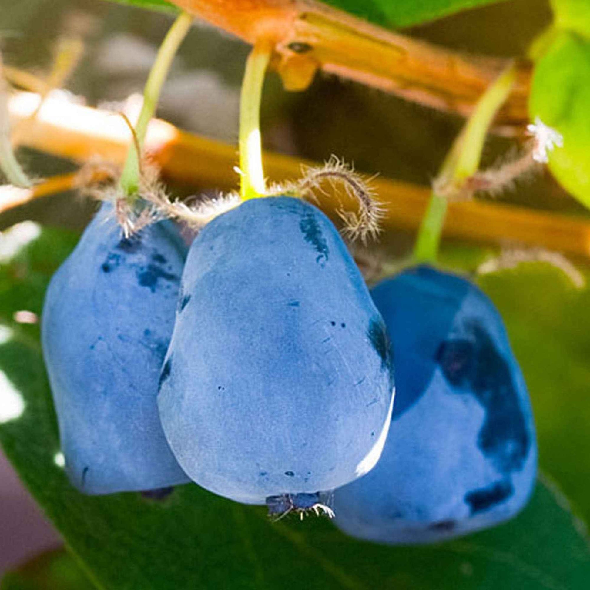 Honigbeere 'Duet' - Lonicera caerulea 'duet' - Beeren