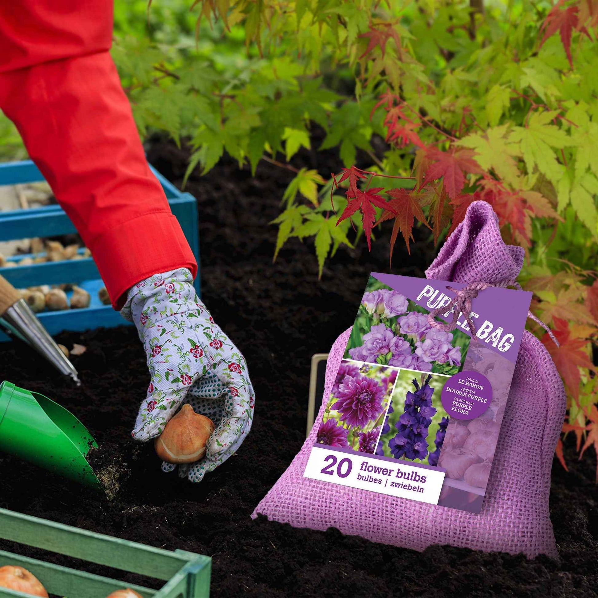 Blumenzwiebel Mischung 'The Purple Bag' (x20) - Dahlia, gladiolus, freesia - Bakker