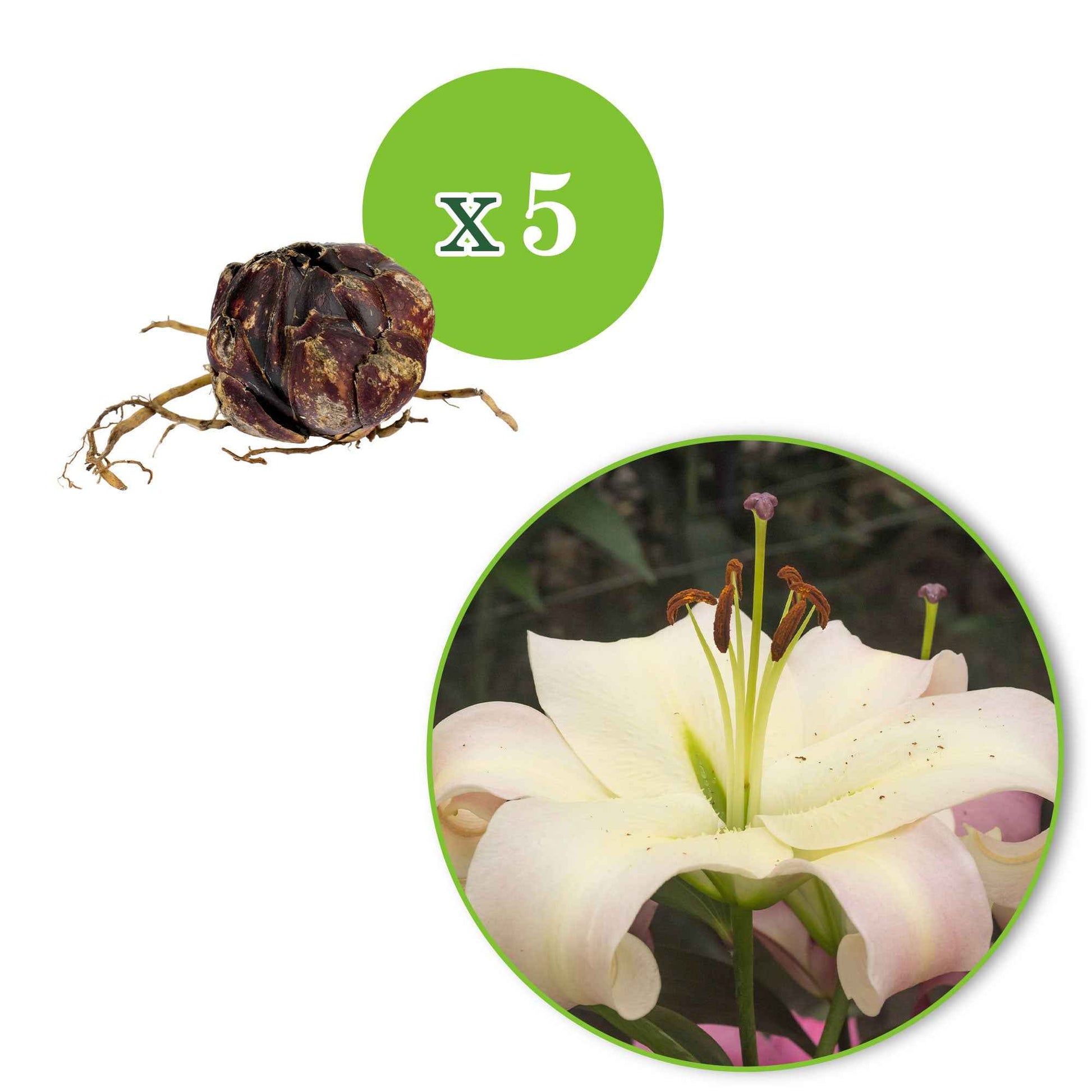 Lilie 'Pretty Woman' (x5) - Lilium 'pretty woman' - Bakker