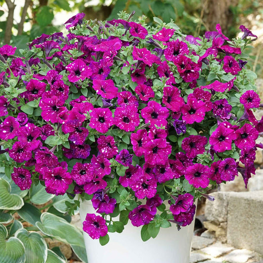 Petunie 'Royal Sky' (x3) - Petunia royal sky - Terrasse balkon