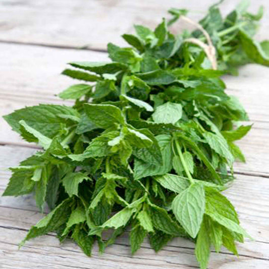 Grüne Minze - Mentha spicata crispa - Gemüsegarten