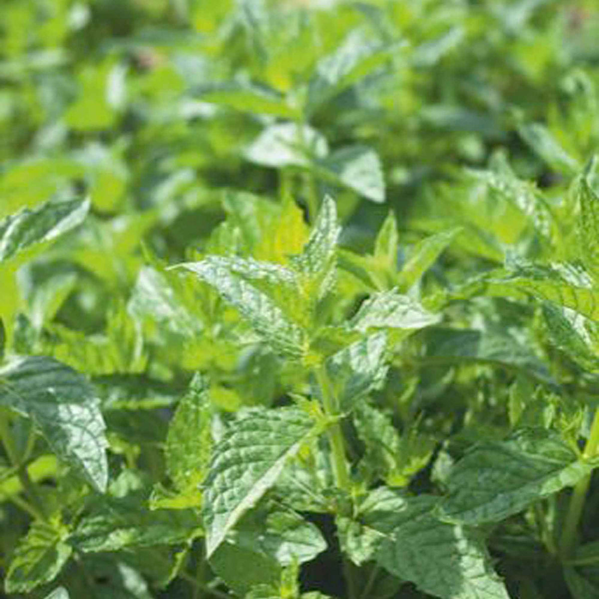 Pfefferminze - Mentha piperita - Bakker