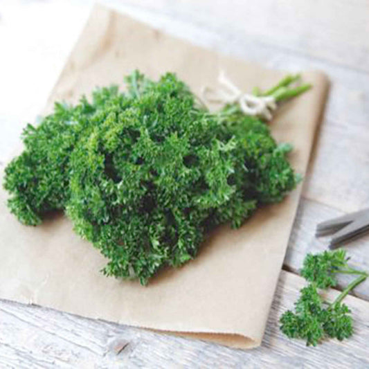 Petersilie Commun 2 - Bakker