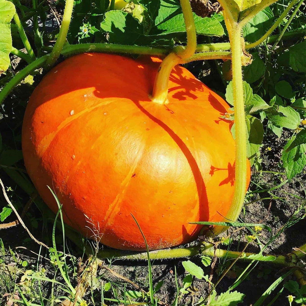 Kürbis 'Rote Zentner' - Cucurbita maxima rouge vif d'etampes - Bakker