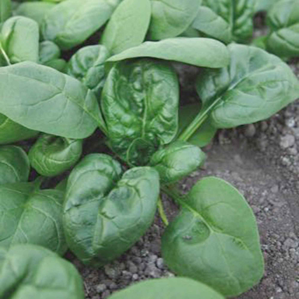 Beta vulgaris nores - Spinat 'Nores' - Spinacia - Spinat
