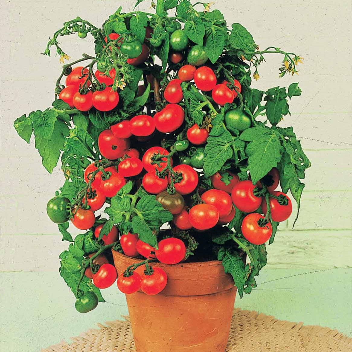 cherry tomaten im blumenkasten Saatgut Kirschtomate 'Tiny Tim' - Solanum lycopersicum tiny tim