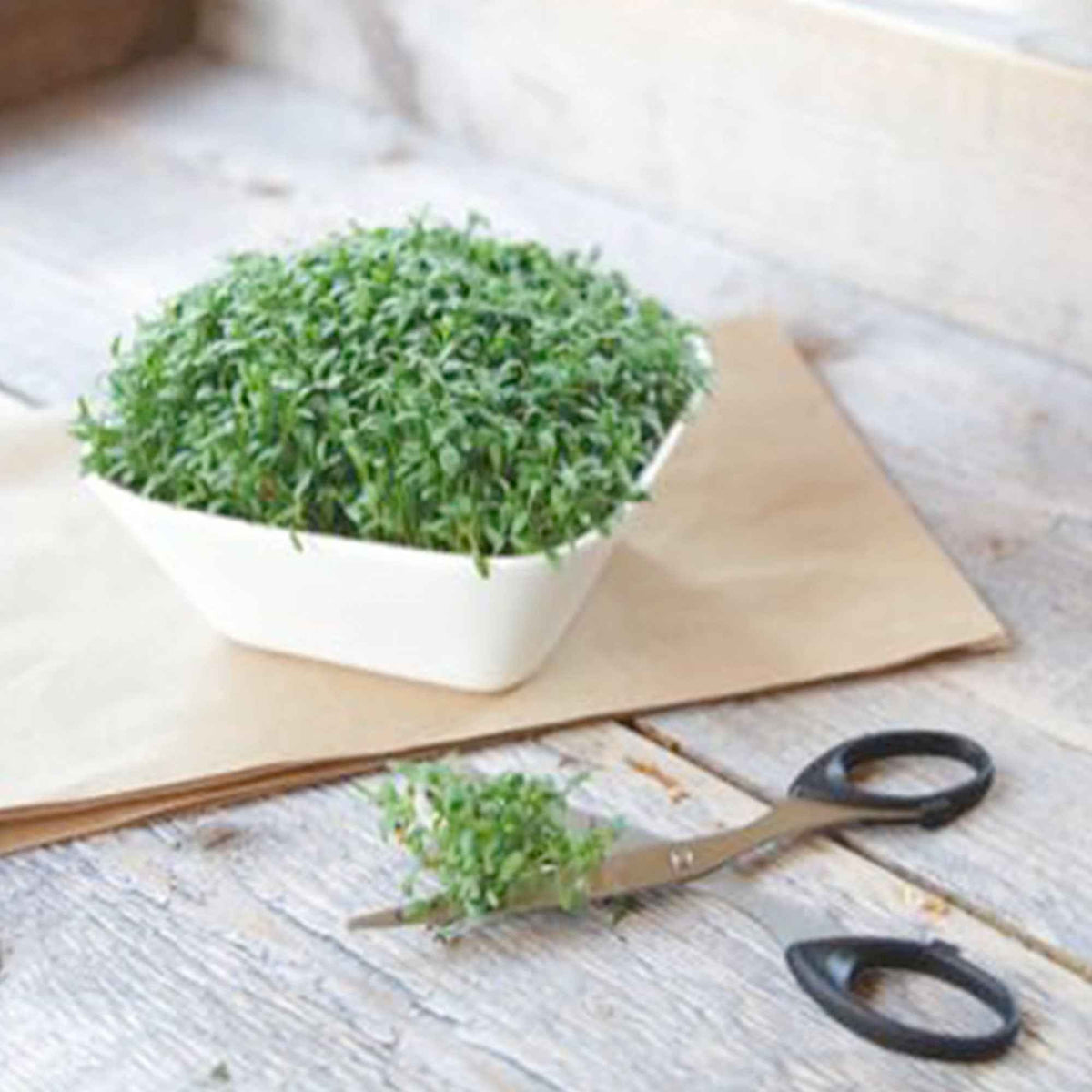 Großblättrige Gartenkresse - Bakker
