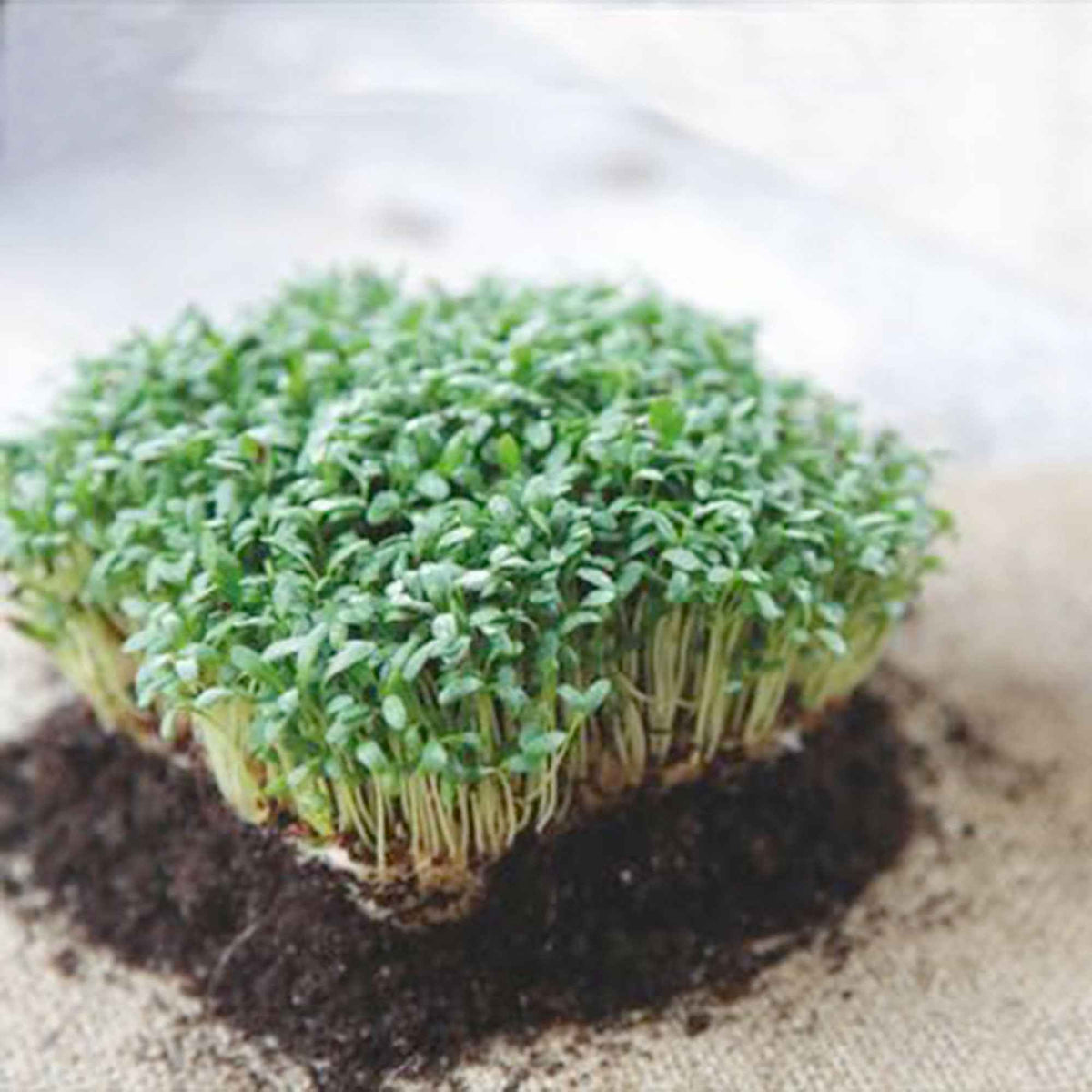Großblättrige Gartenkresse - Lepidium sativum - Bakker