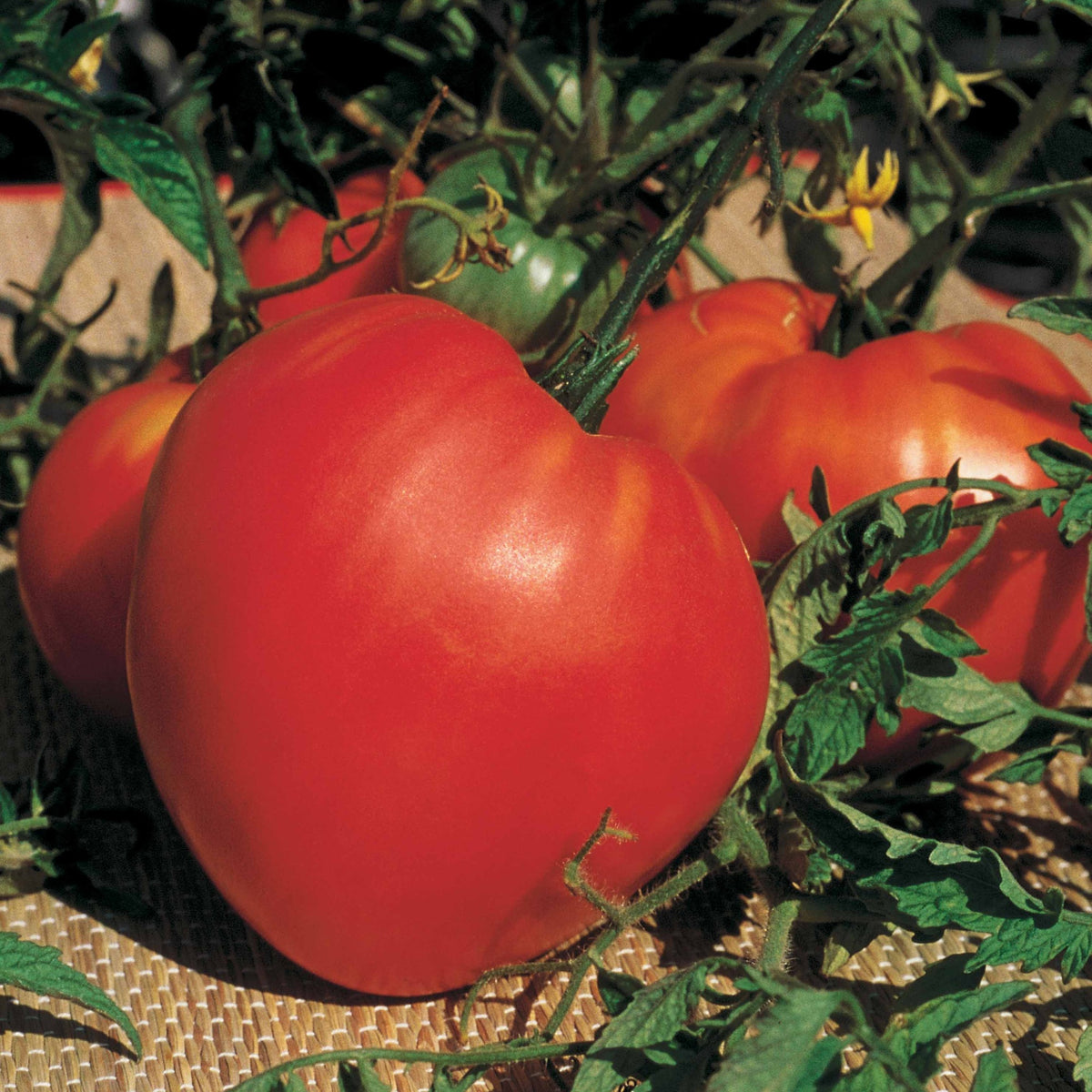 Tomaten-Kollektion 'Savoureuse' - Collection 3 tomates savoureuses (coeur de boeuf, saint pierre, san m - Bakker