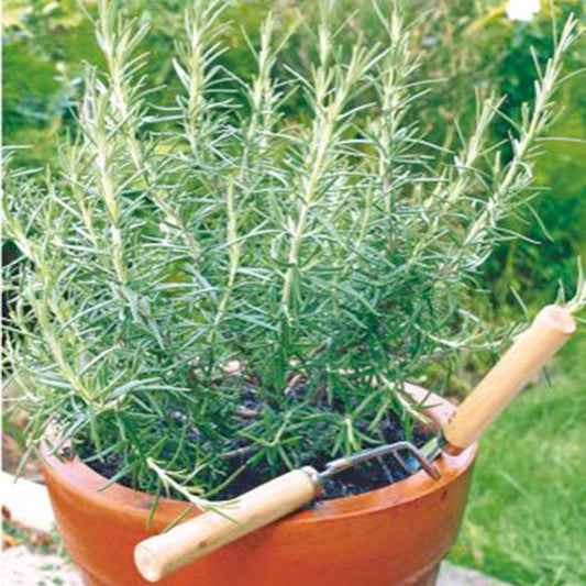 Saatgut Rosmarin - Bakker