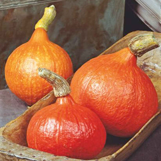 Kürbis 'Uchiki Kuri' - Bakker