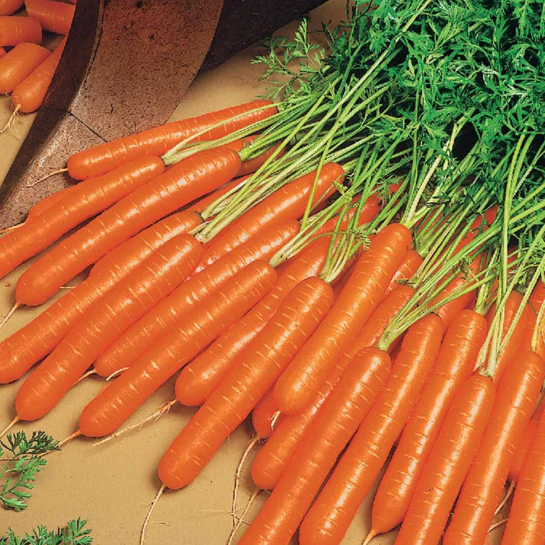 Saatgut Möhre 'Nantaise 2 Forto' - Daucus carota nantaise améliorée 2 race  forto