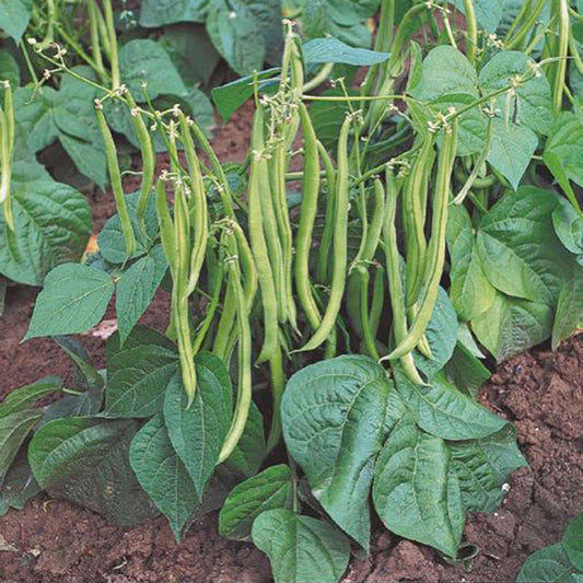 Fisolen Phaseolus 'Maxi' - Bakker