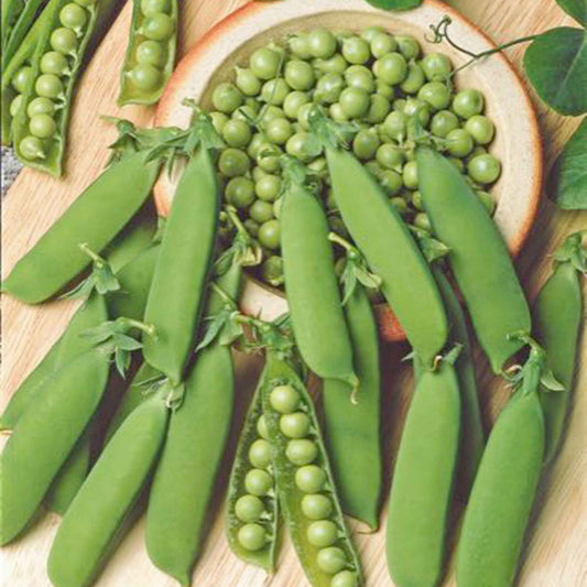 Erbse 'Karina' - Bakker