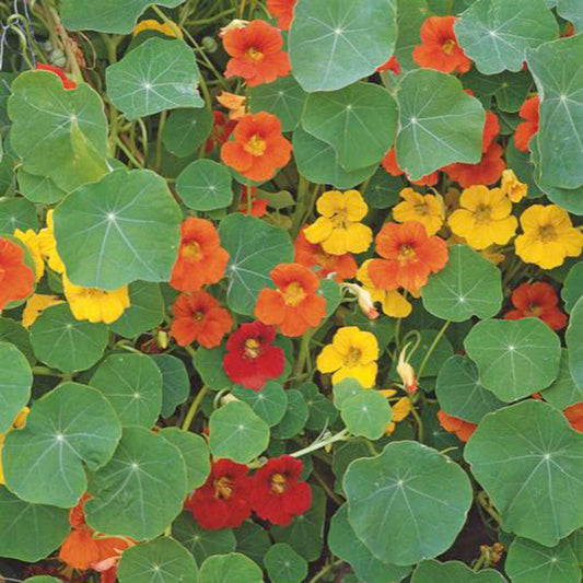 Große Kapuzinerkresse - Tropaeolum majus - Gemüsegarten