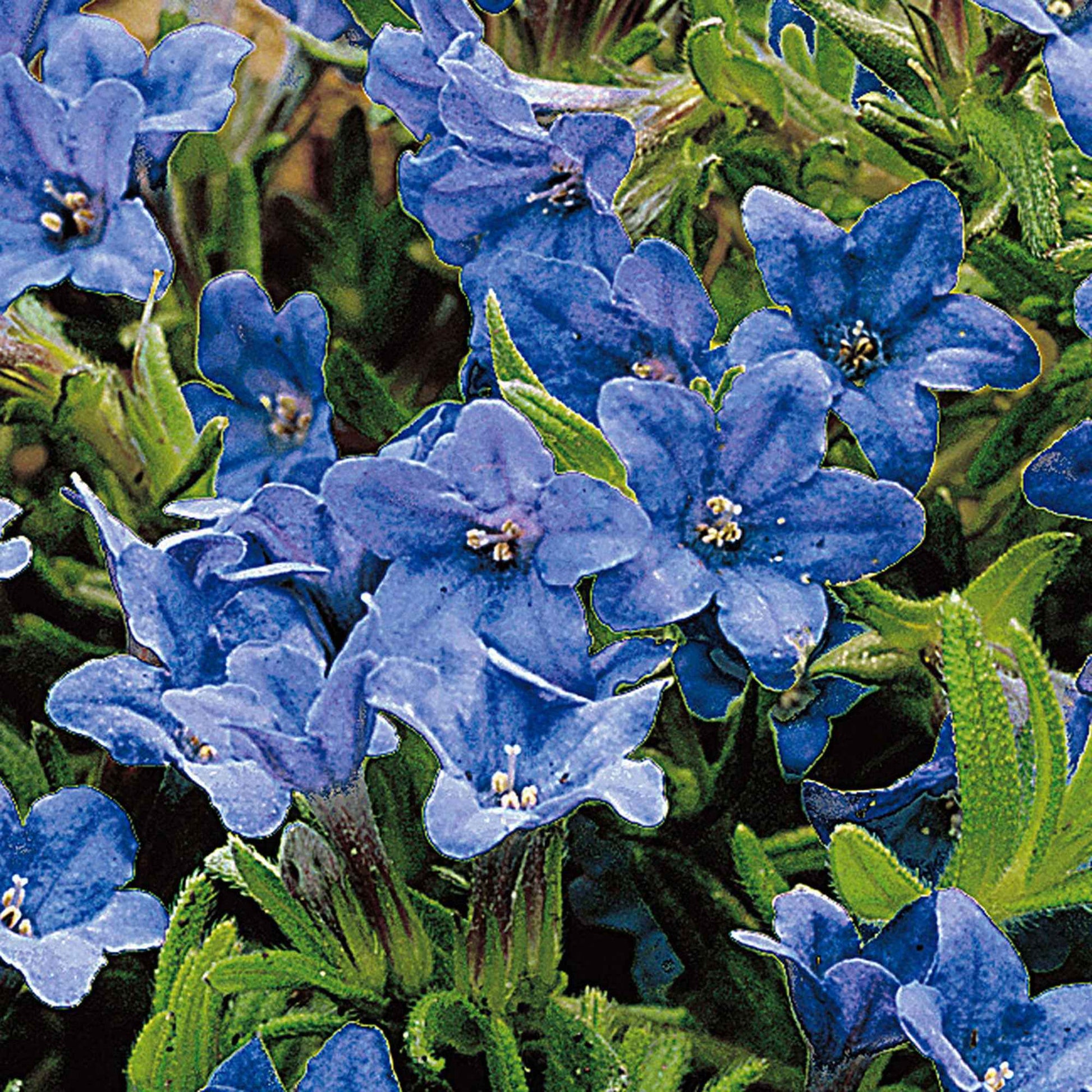 Steinsame 'Heavenley Blue' - Lithodora diffusa Heavenly Blue - Bakker