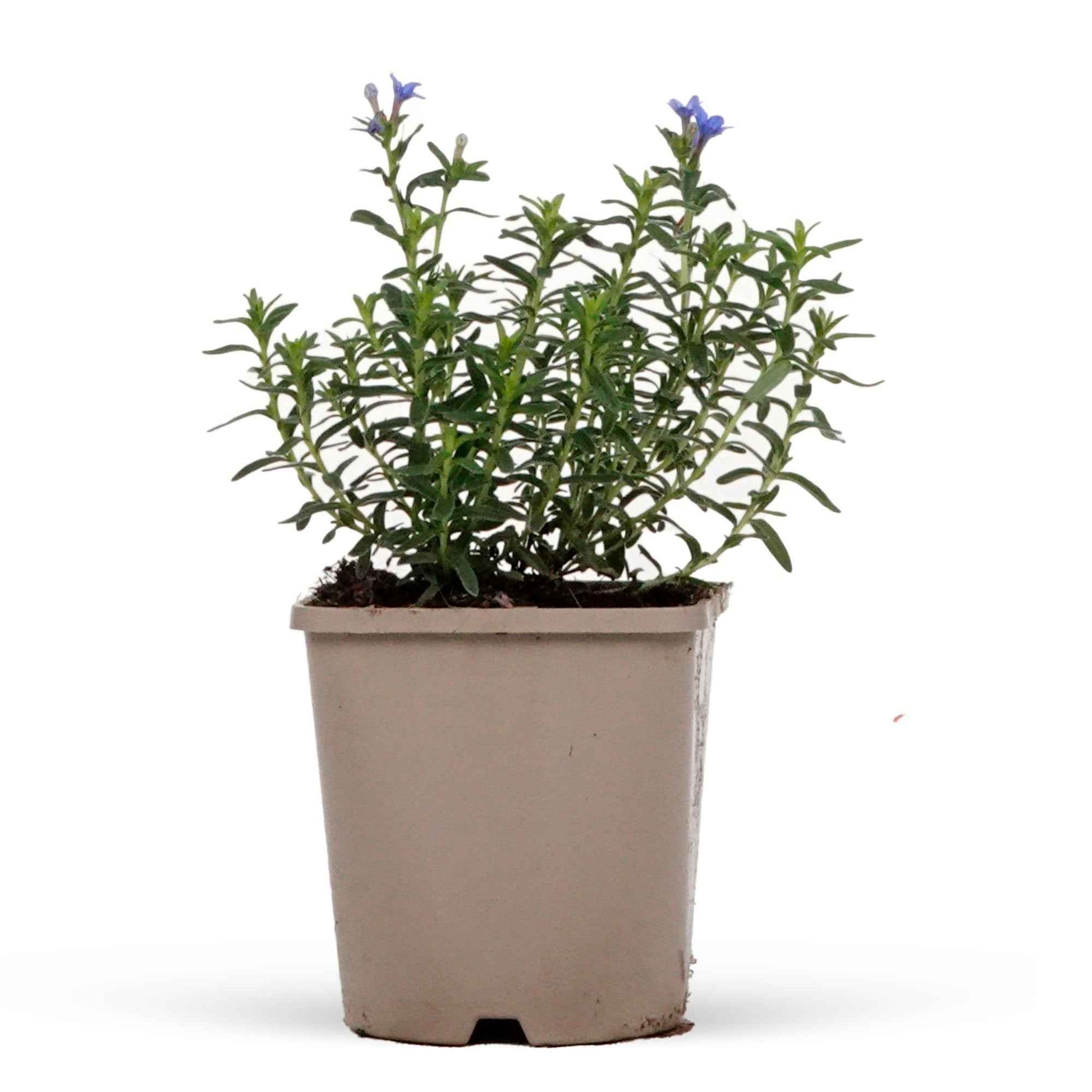 Lithodora diffusa Heavenly Blue - Steinsame 'Heavenley Blue' - Biologische Stauden